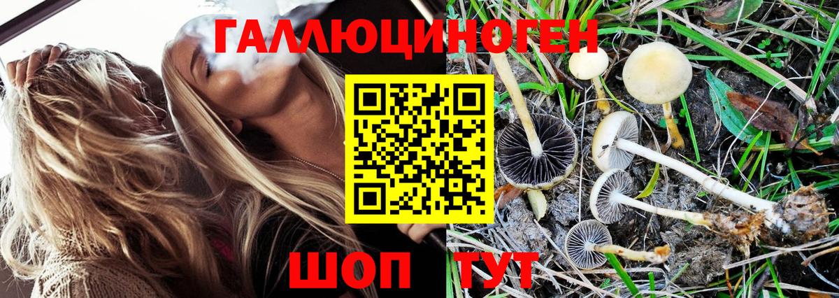 Реутов  Псилоцибиновые грибы Psilocybine cubensis  Вход с VPN 